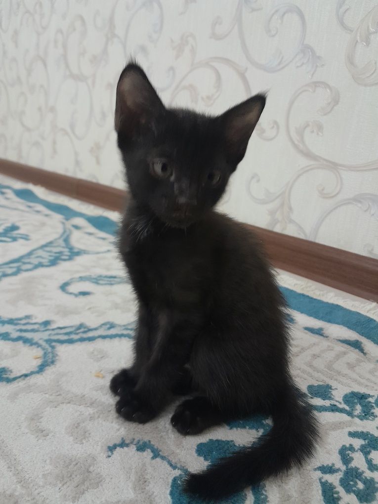 Котята 2  месяца