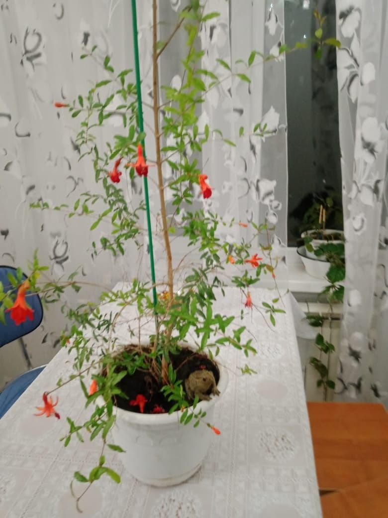 Продаю декоративный гранат.