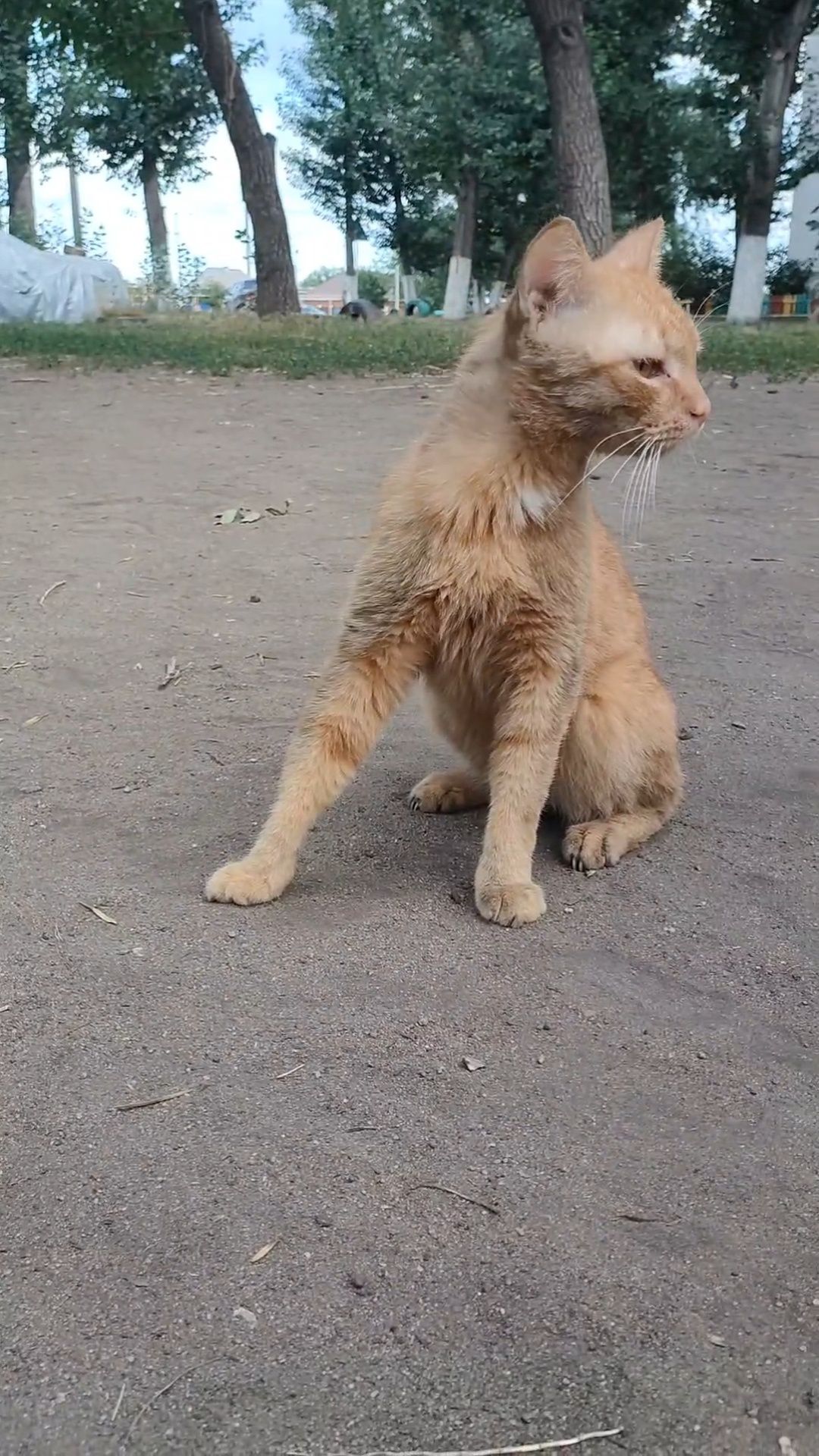 Кот, ручной, ласковый, кастрирован