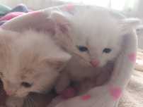 Котята отдам даром