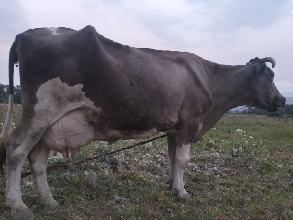 Продам Дойных коров