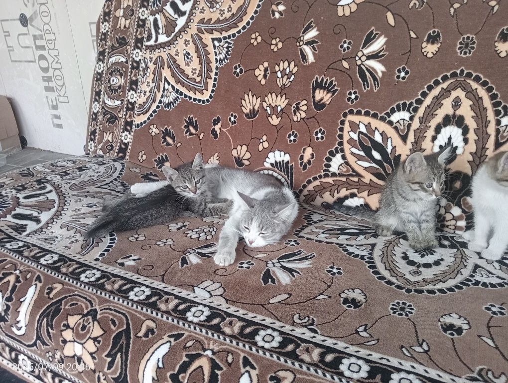 Отдам котят бесплатно.