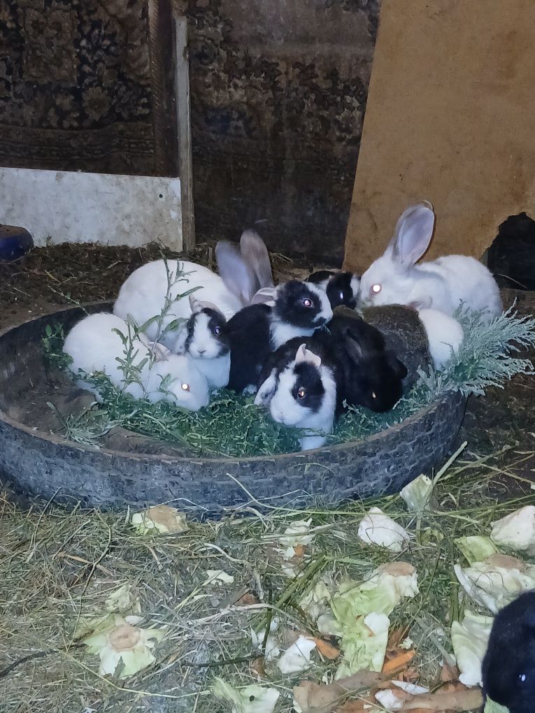 Продам домашний  кролик
