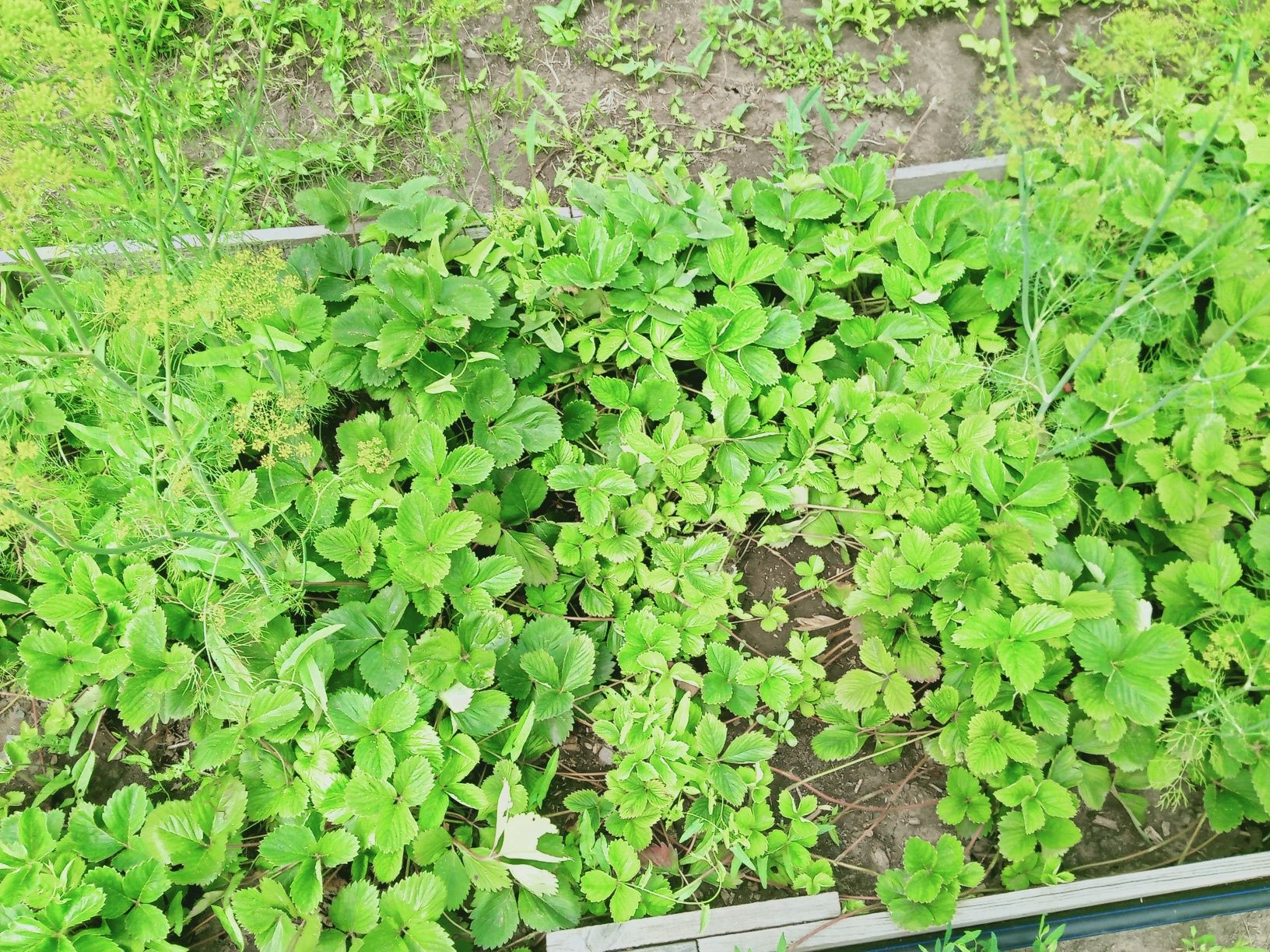 Срочно продам ухоженную дачу
