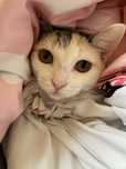 Котенок,приученная к лотку