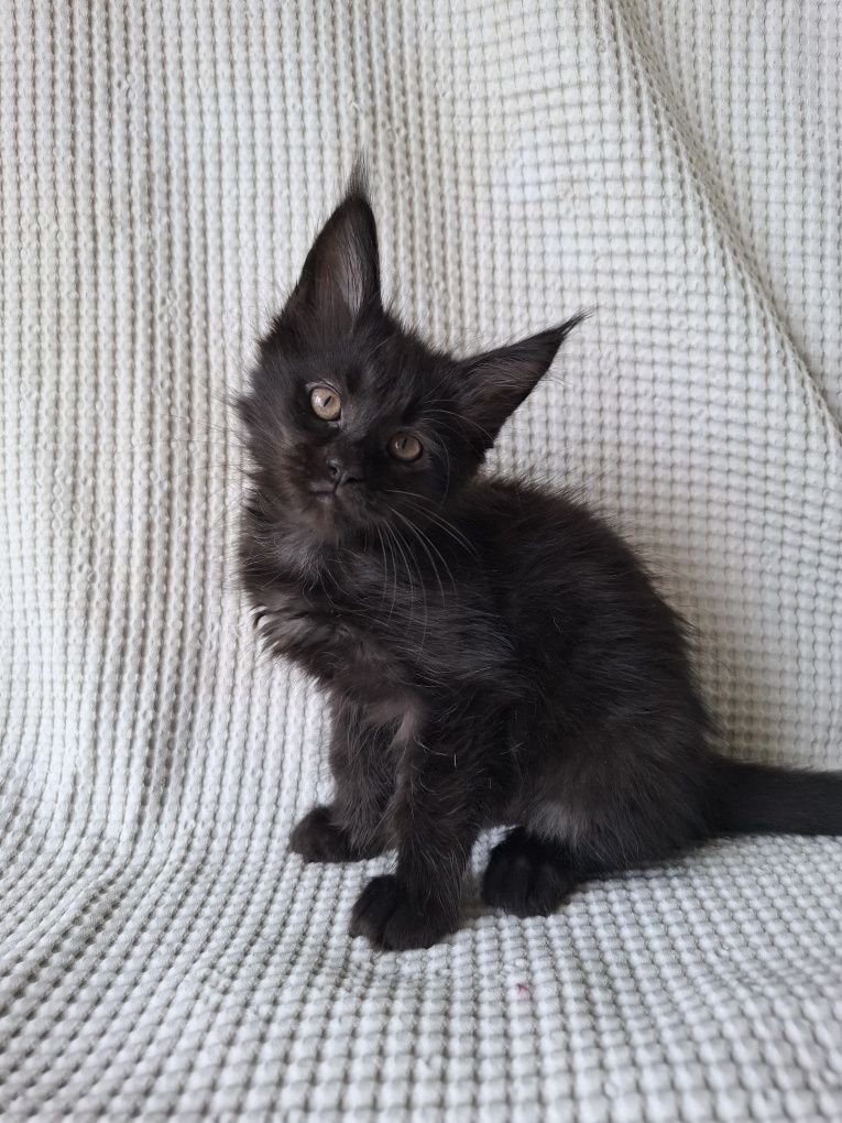 Котята породы мейн-кун