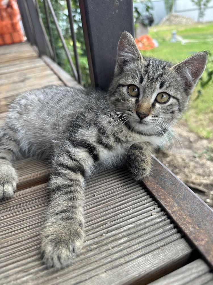 Котята бесплатно
