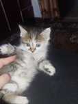 Котята отдам добрые руки