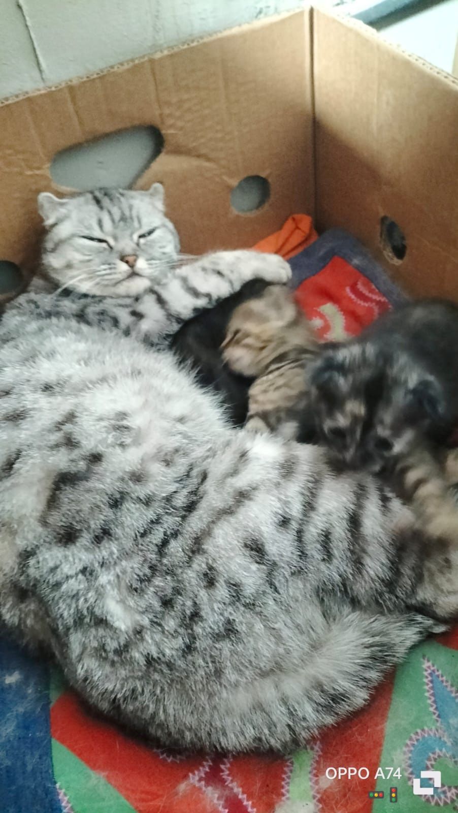 Котята лапочки отдам