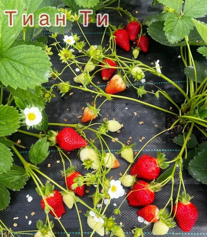 Рассада клубники
