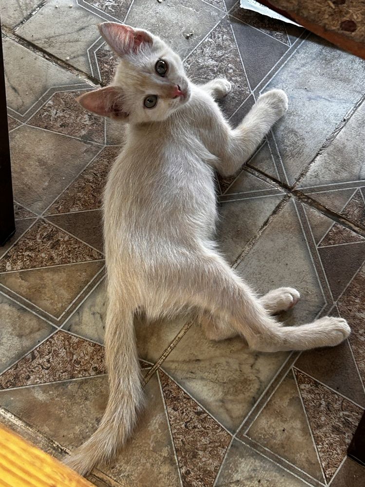 Адам котят хорошие руки