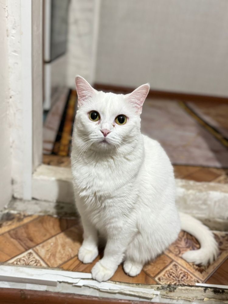 Отдам в добрые руки кошку