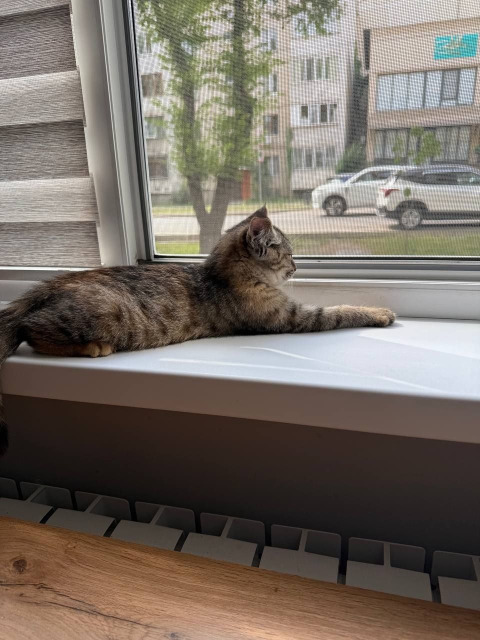 Котенок в  добрые руки...