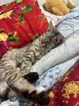 Отдам кота бесплатно