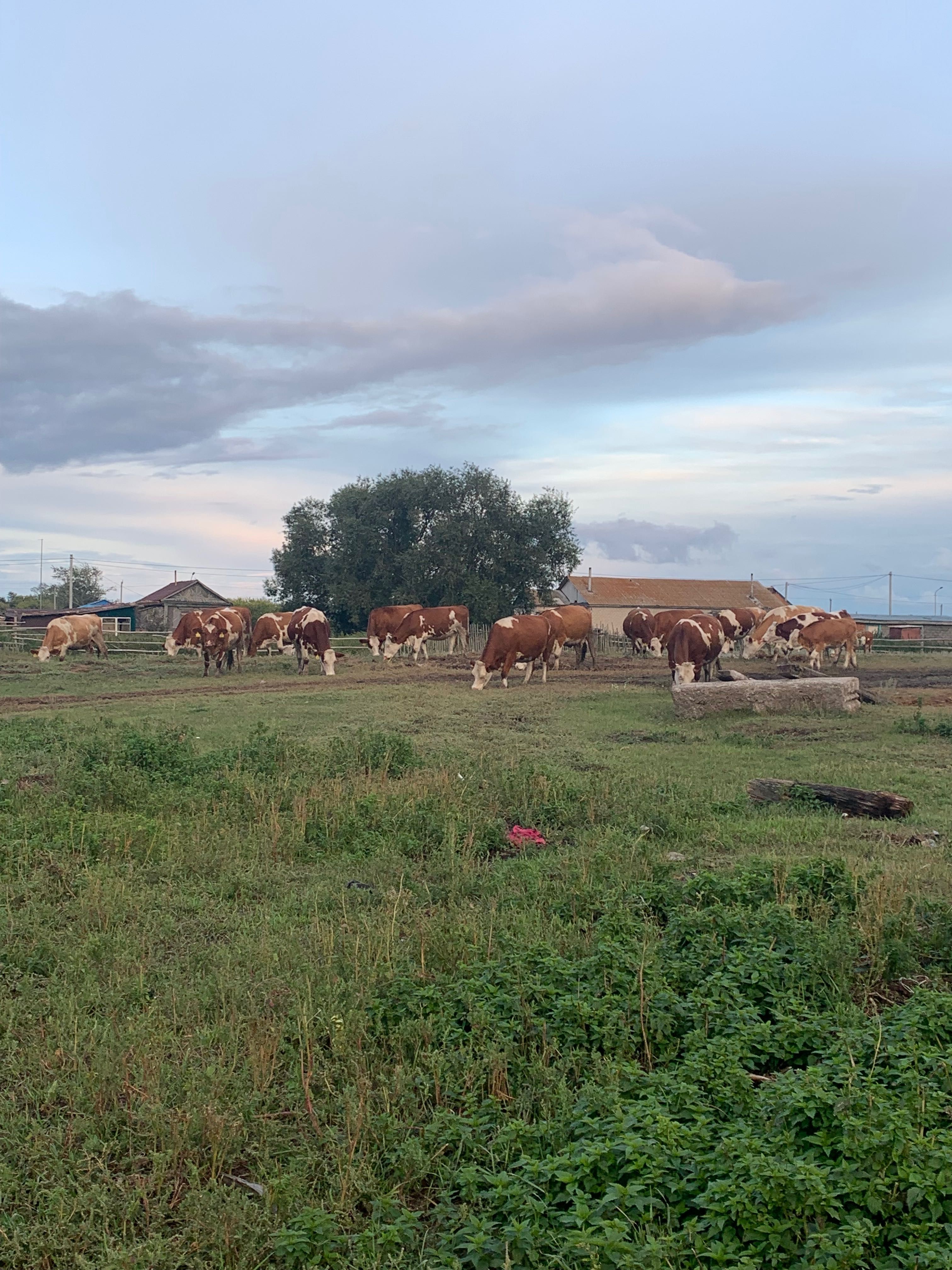 Продам плем. Хозяйство сельхоз технику