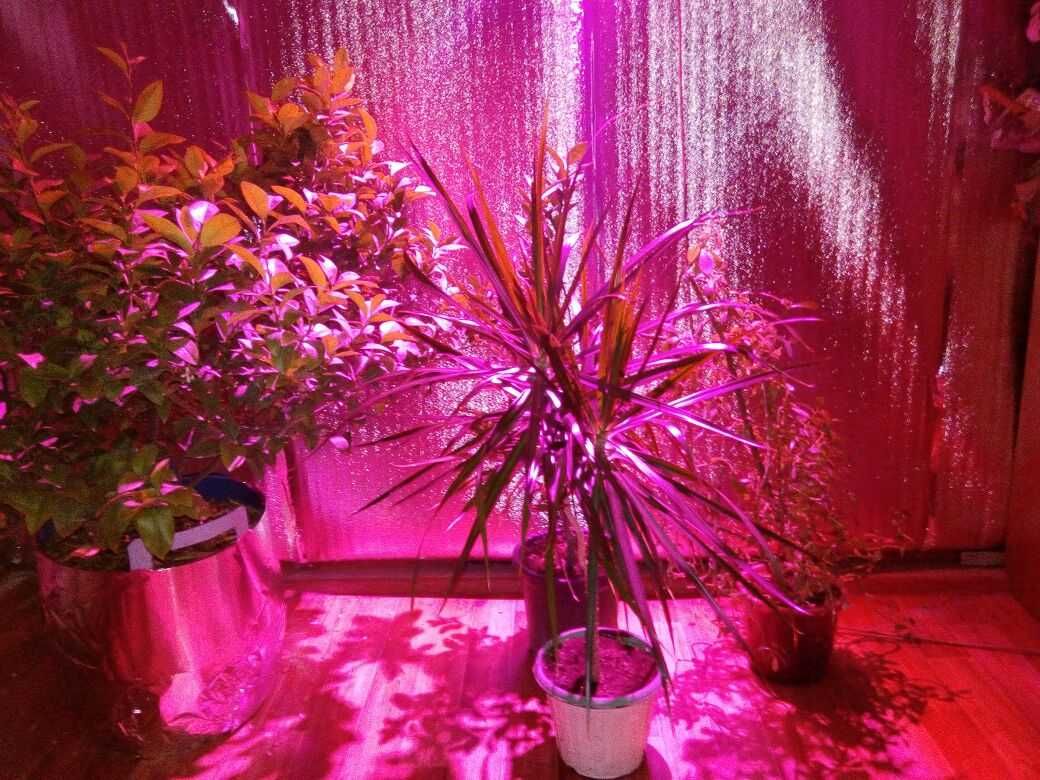 Фитолампа для растений полного спектра 80Вт 220В Gen4