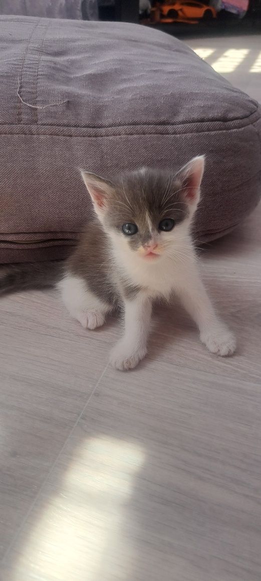 Отдам котят  бесплатно