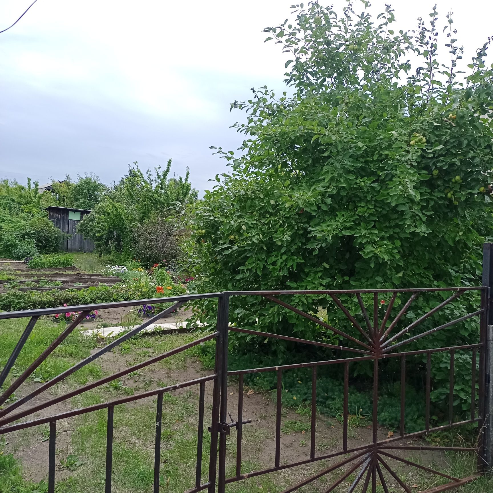 Продам дачу СО Элеваторщик