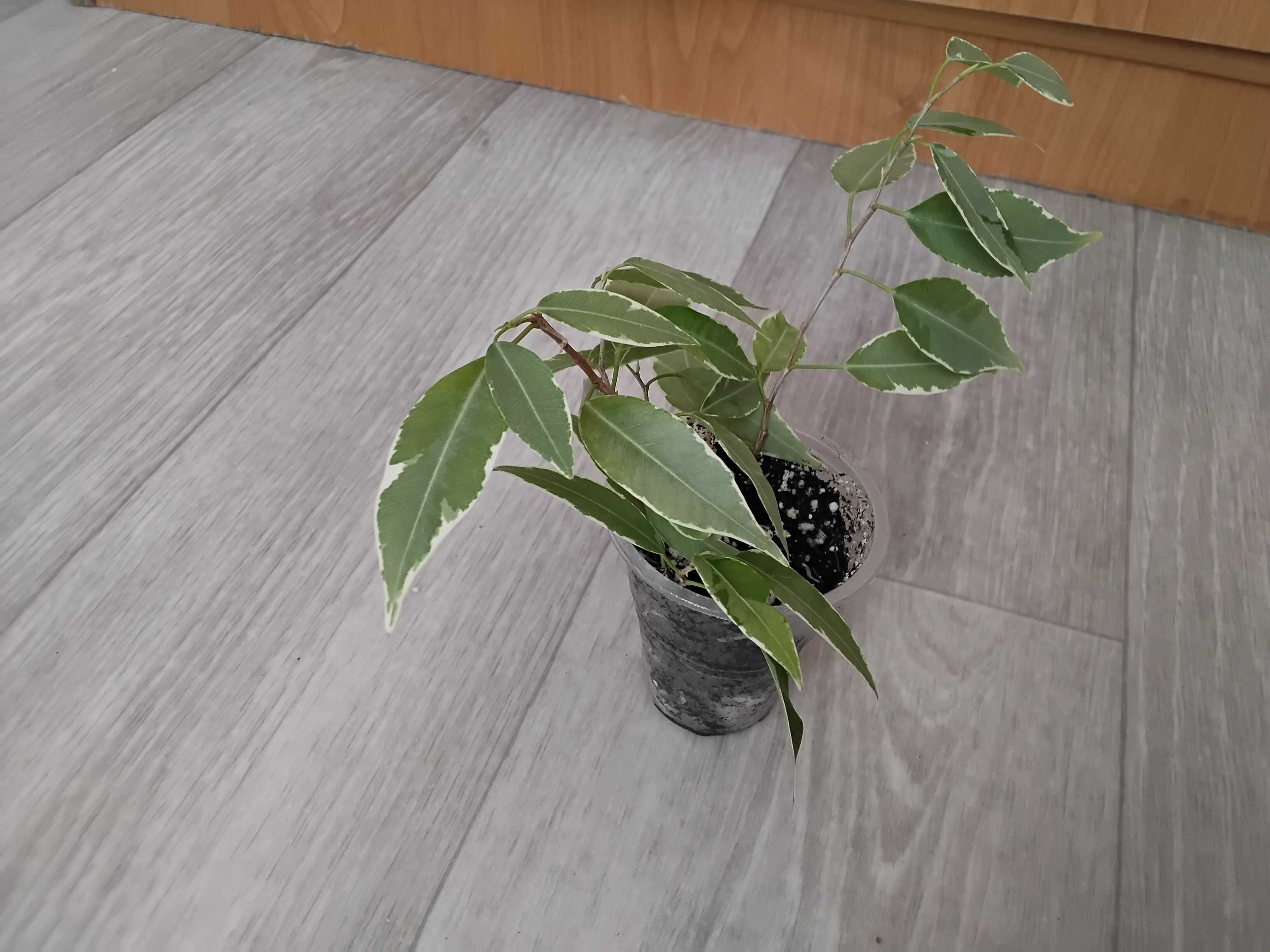 Продается фикус Бенджамина