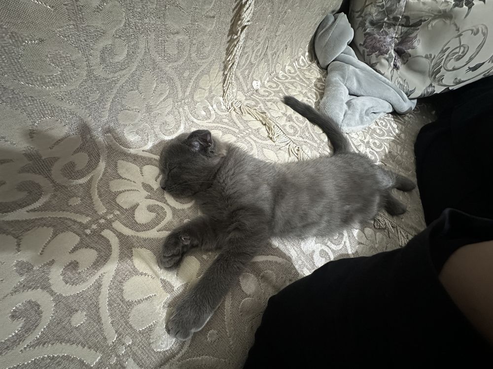 Продам 2,5 месячнего котенка срочно, британка висолухая девочка