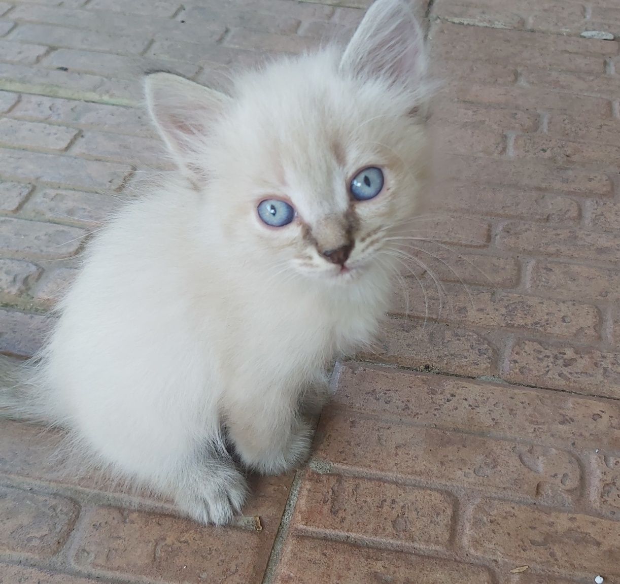 Котята ищут хозяев