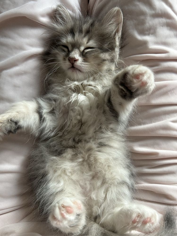 Кошки хорошая чистая