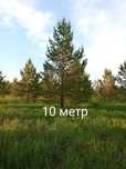 Продаю саженца (сосна,берёза,ель и.д)