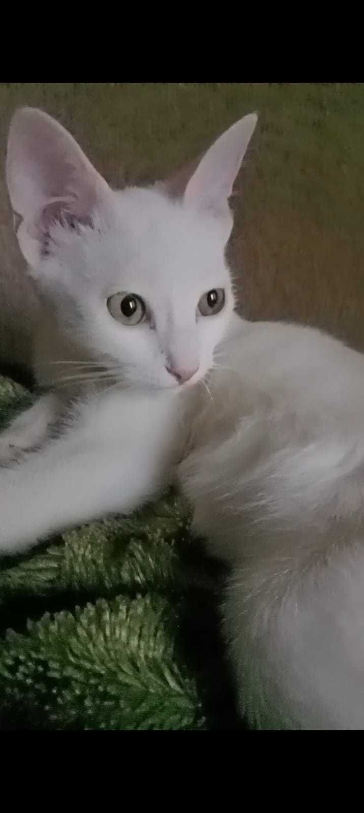 Котята ищут добрые руки