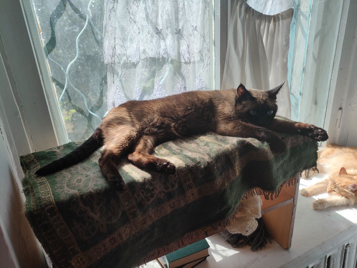Кот сиамский, кастрирован