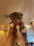 Кошка шотландский веслоухий