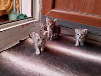Вислоухие котята