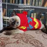 Домашняя передержка животных.