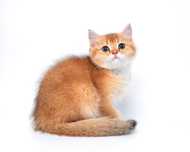 Акция! Золотые британские котята. Золотые Шиншиллы