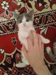 Жақында дүниеге келген