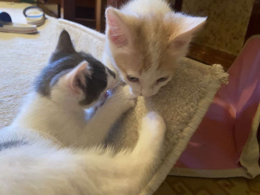 Отдам котят в добрые руки