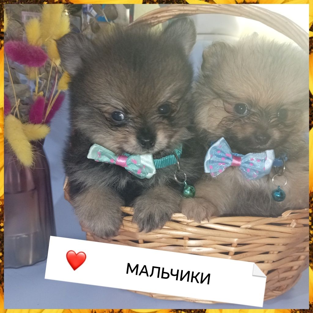 Продажа шикарных щенят померанского шпица миники!!! 
Тип "Мишка"
Малыш