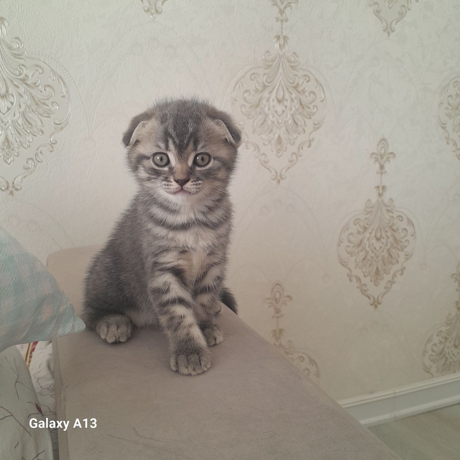 Продам породистых котят 1,5 месяца