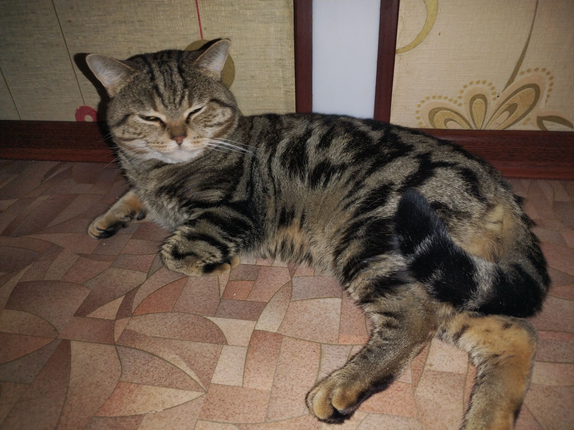 Котик ищет кошку для вязки