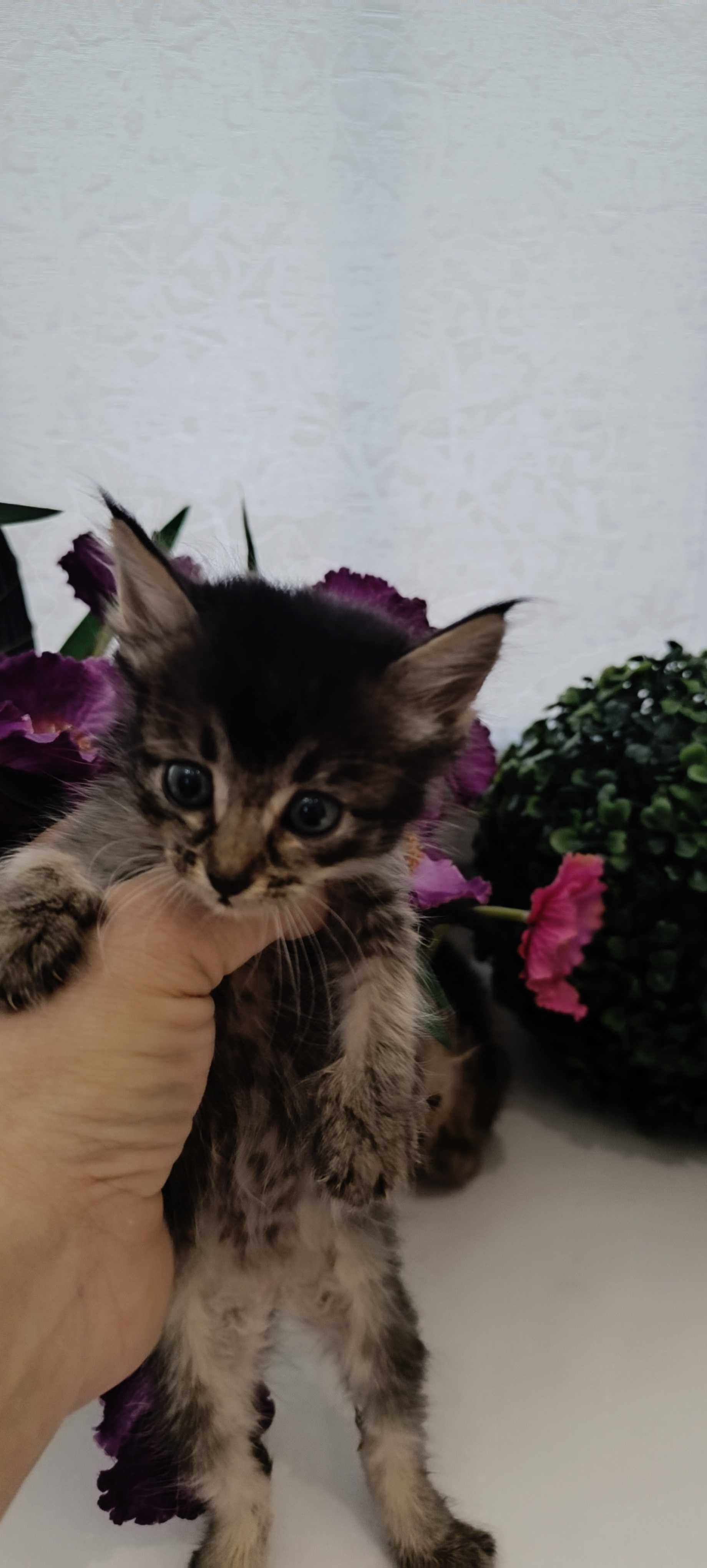 Чаузи котята, метисы.