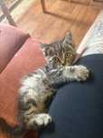 Отдам срочно котенка в добрые руки