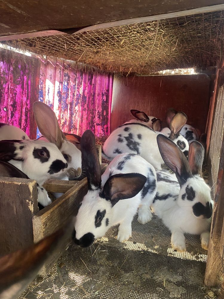 Продам крольчат.