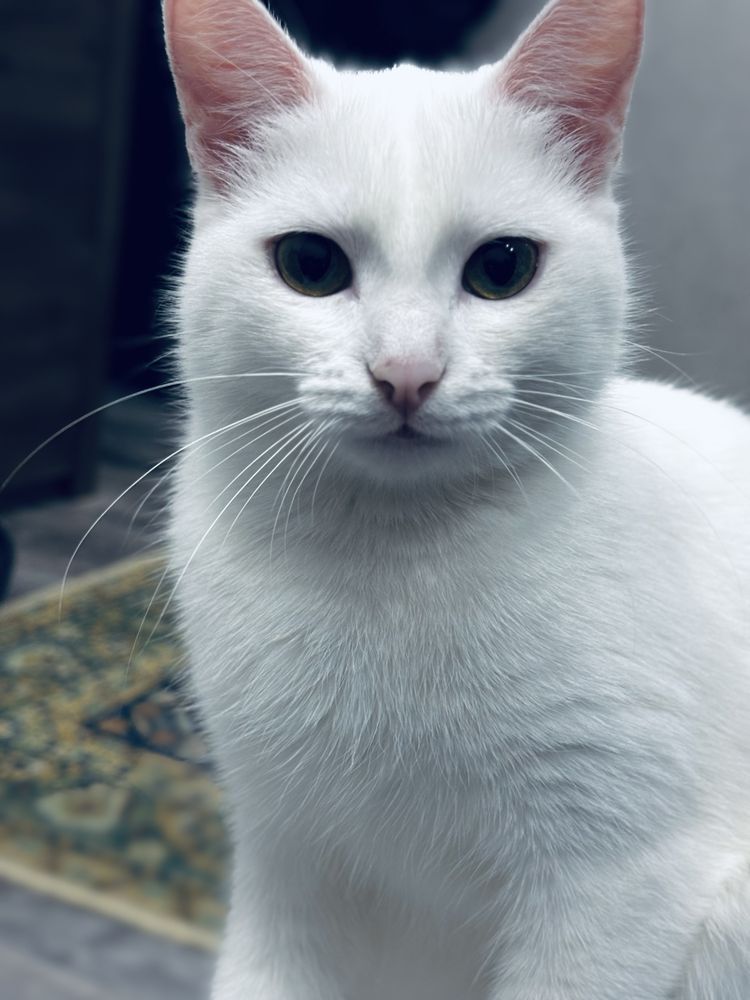 Красивые, милые, ухоженные котята