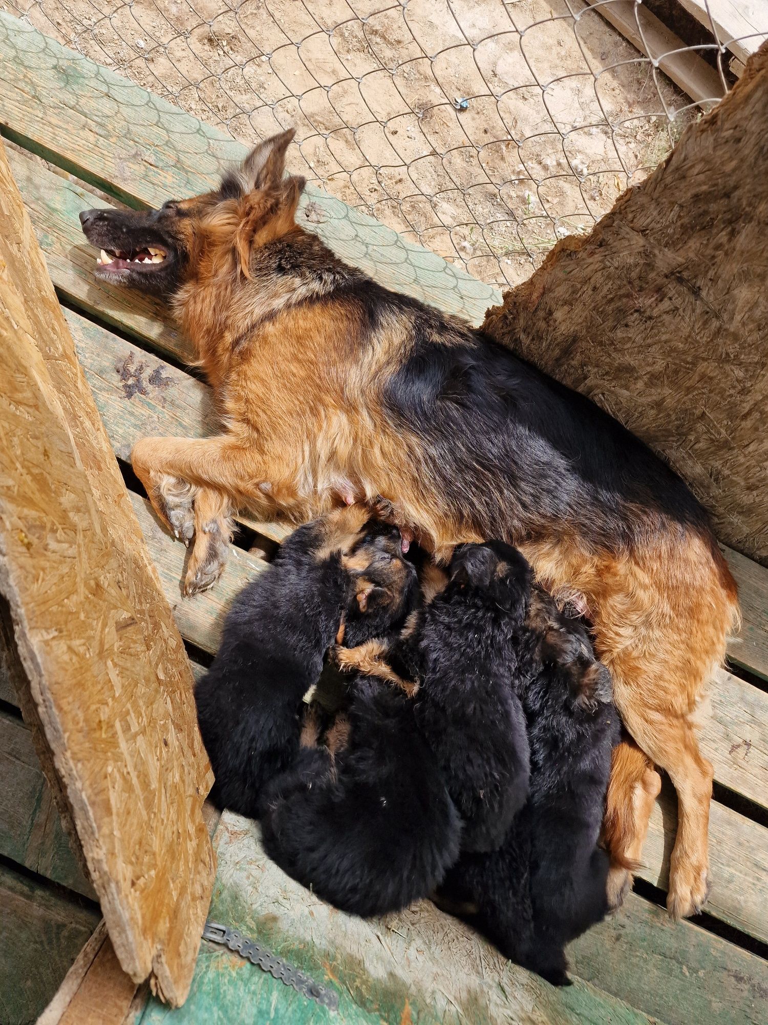 Щенки немецкой овчарки
