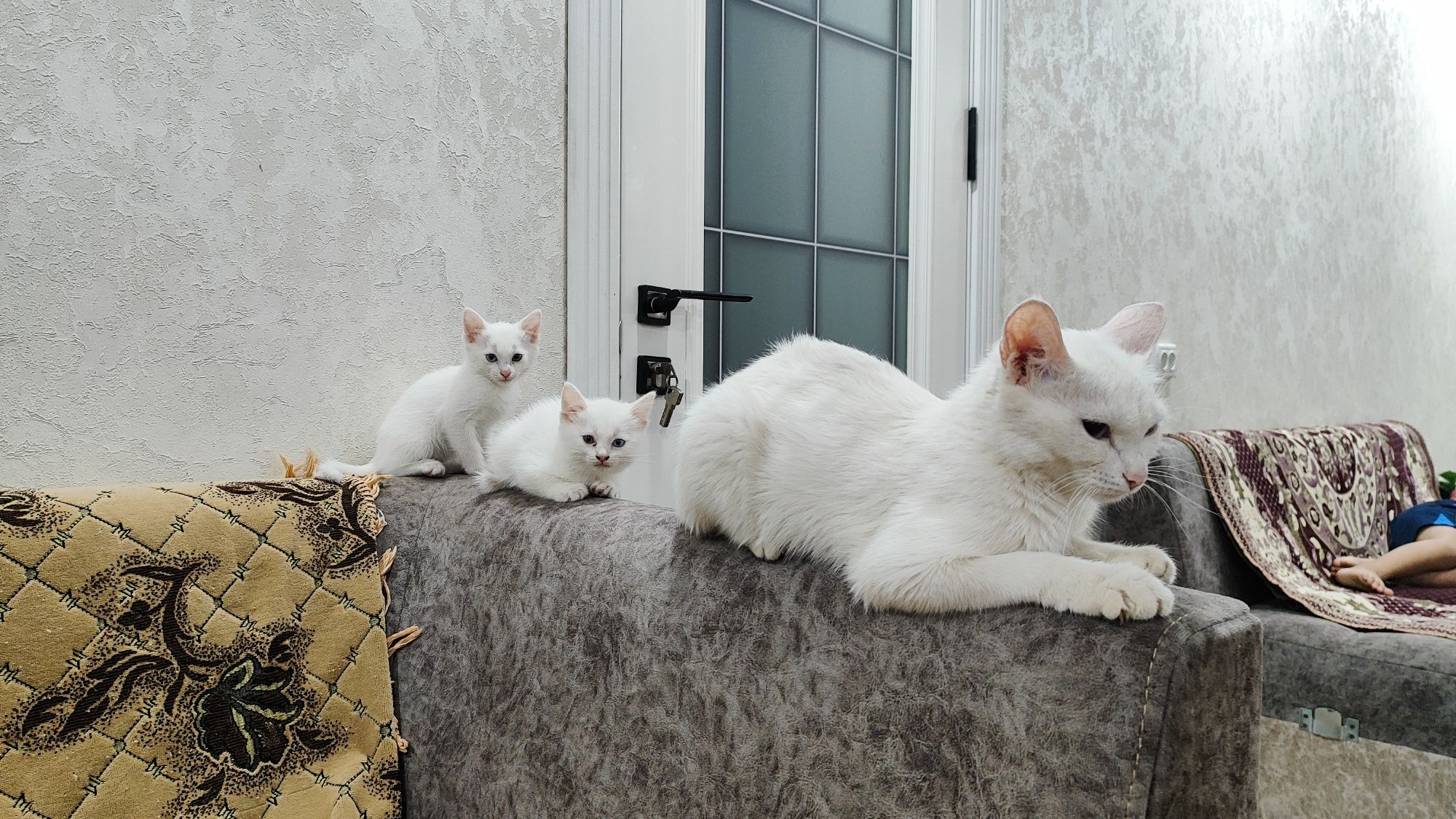 Кошка с котятами