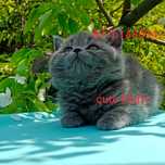 Чистокровные котята Британской породы