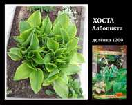 Продам Хосту, Гортензию, Спирею, Астильбу, Бузульник, Мирикарию,