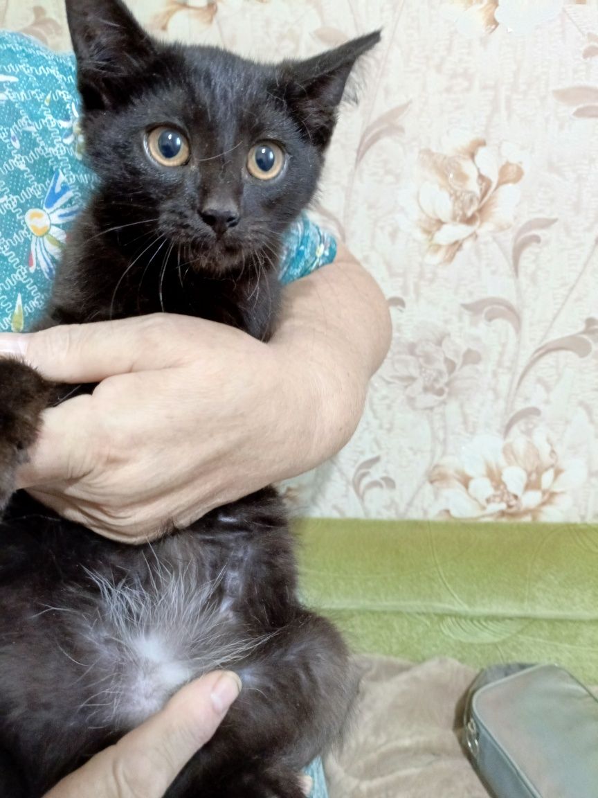 Отдам даром котят