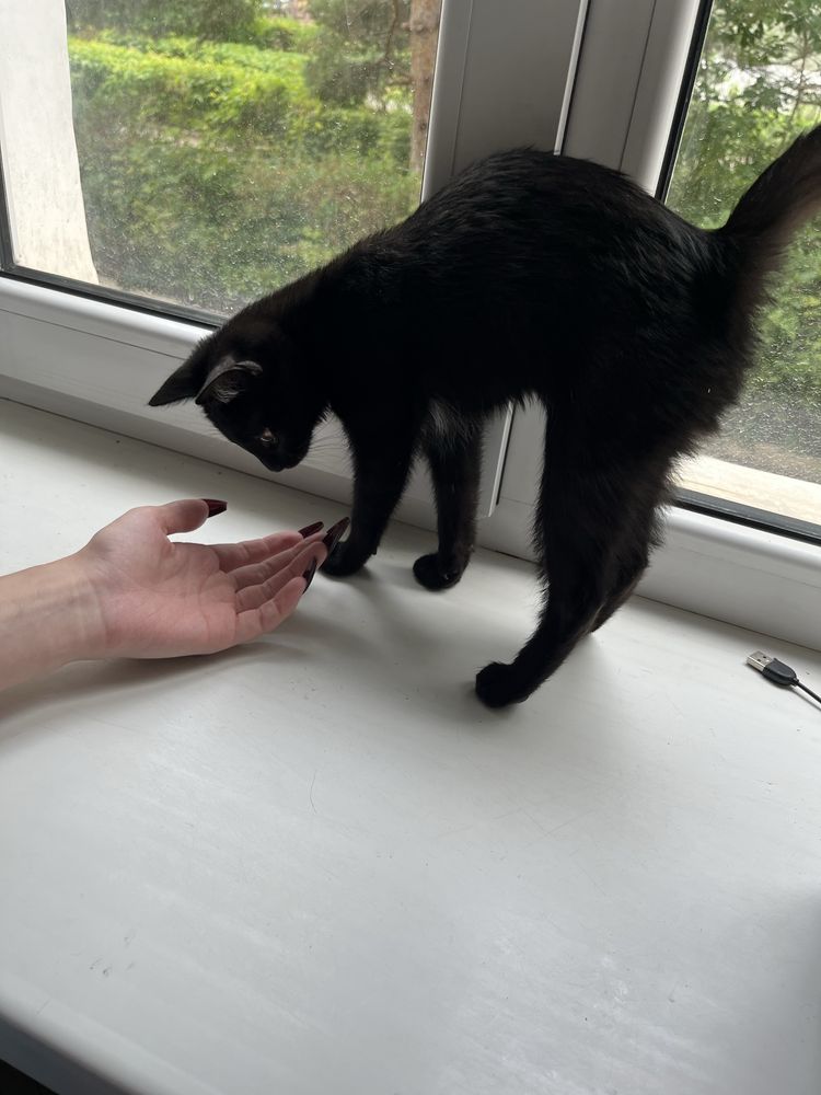 Отдам котенка в добрые руки