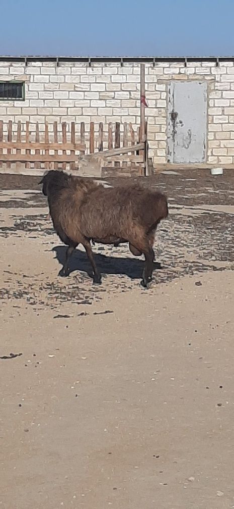 Қошқар сатылады,  3  жыл болған. Бағасы  180 мың.