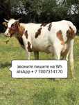 Здорово молочные сементаль